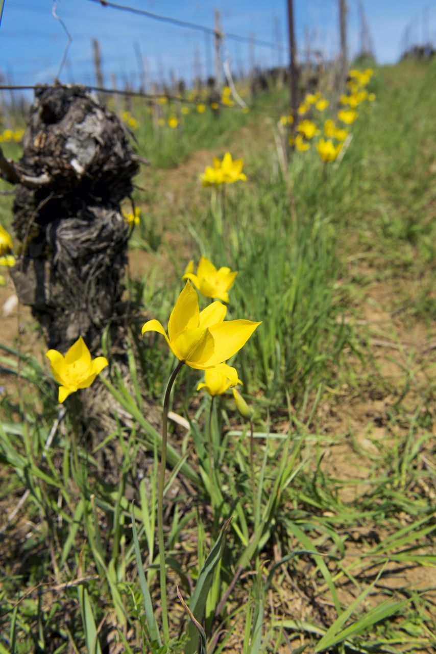 Flore Tulipe de vigne Tul_0387